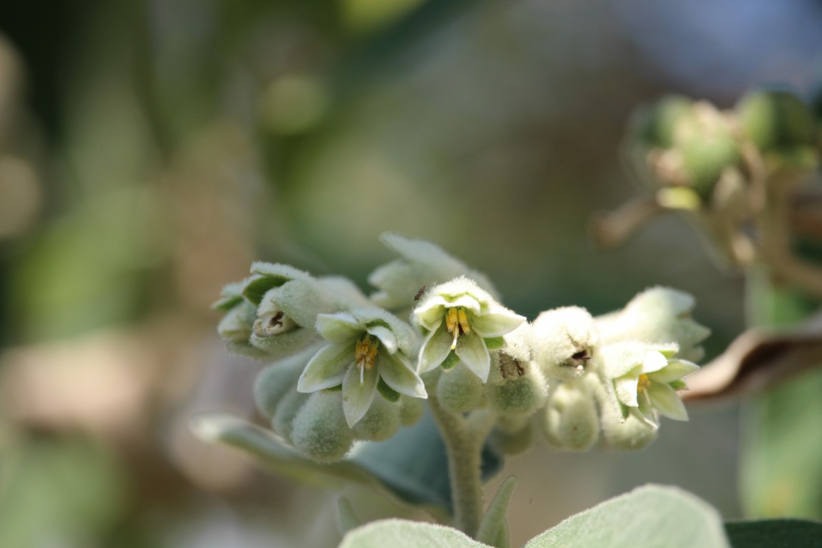 Solanum erianthum D.Don